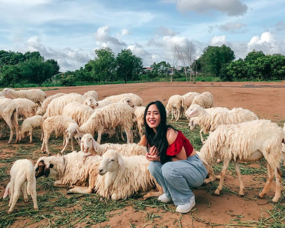 đồi cừu vũng tàu